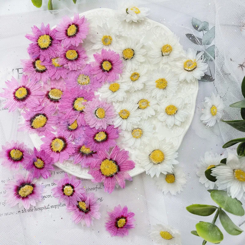 Home Decor Daisy - 24 stücke/2-4CM, Natürliche Gedrückt Blumen blätter,